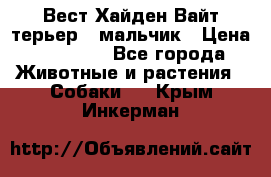 Вест Хайден Вайт терьер - мальчик › Цена ­ 35 000 - Все города Животные и растения » Собаки   . Крым,Инкерман